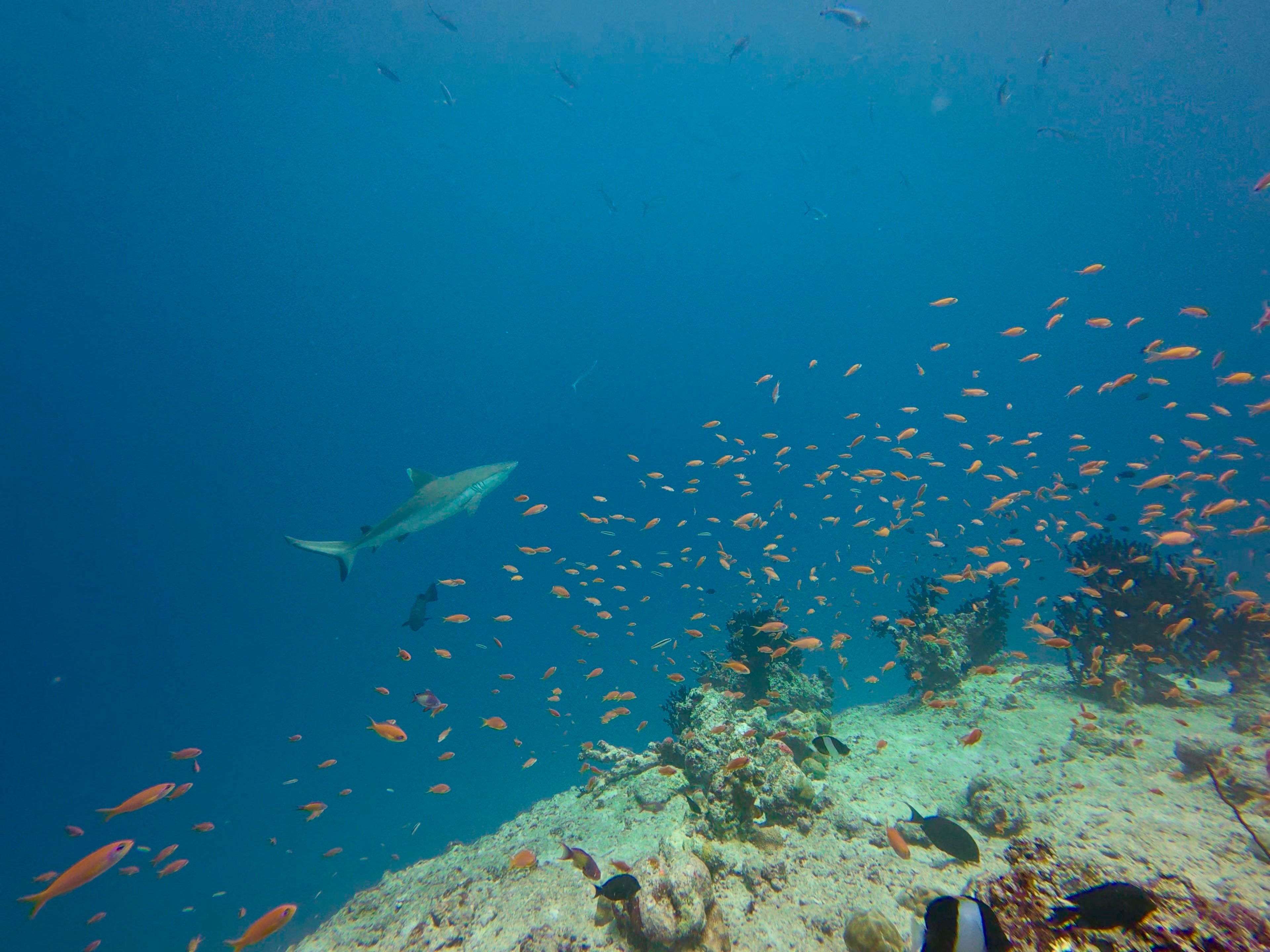 Northern Maldives Freediving Expedition - 25 - 31 Jan 2026