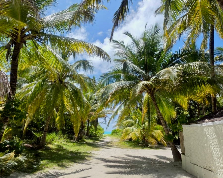 Northern Maldives Freediving Expedition - 25 - 31 Jan 2026