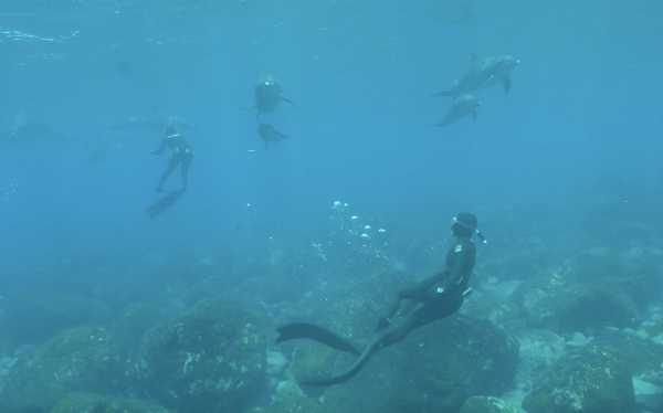 Freediving with the Dolphins of Mikurajima, Japan (by Michelle)