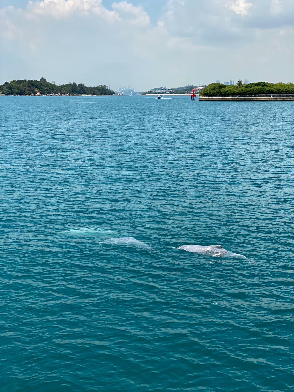 Dolphins at Lazarus Island, Singapore