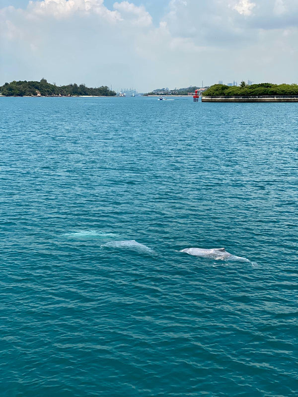 Dolphins at Lazarus Island, Singapore