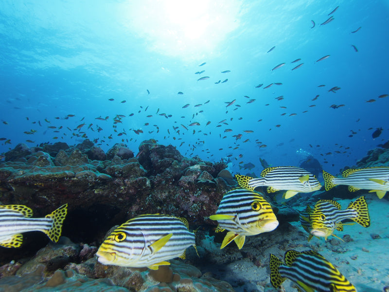 Maldives Freediving Liveaboard trip - 12 - 16 May 2025