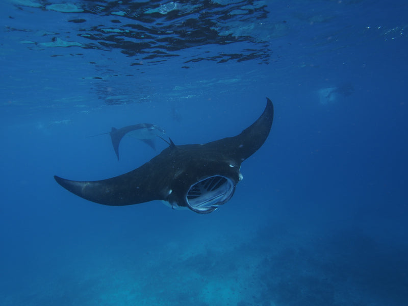 Maldives Freediving Liveaboard trip - 12 - 16 May 2025