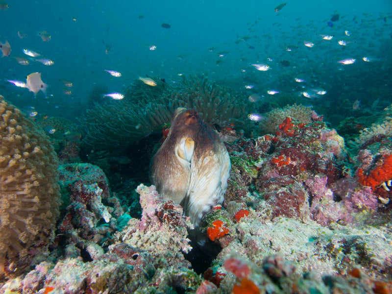 Maldives Freediving Liveaboard trip - 12 - 16 May 2025