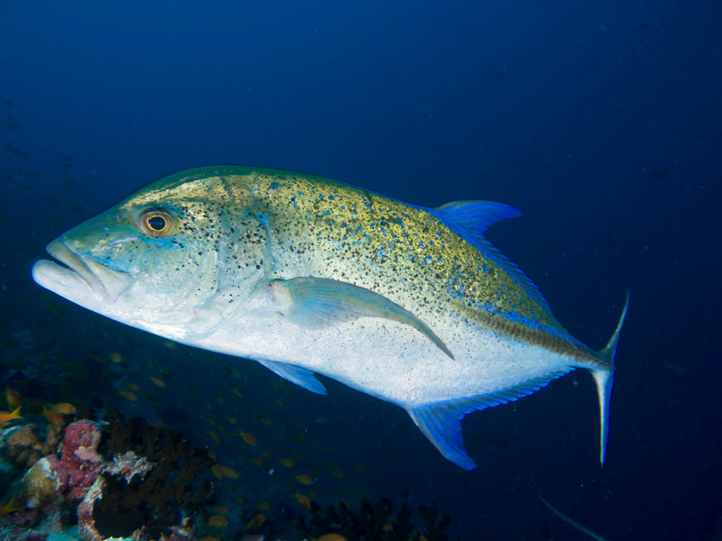 Maldives Freediving Liveaboard trip - 12 - 16 May 2025