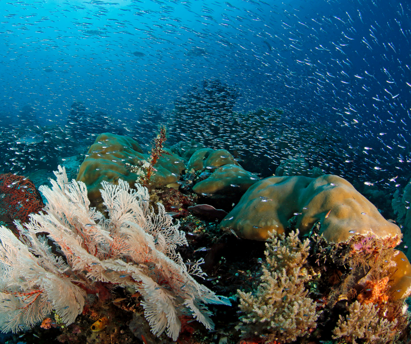 New Year's Dive Spectacular: Raja Ampat liveaboard, Indonesia - 28 Dec 2024 to 4 Jan 2025