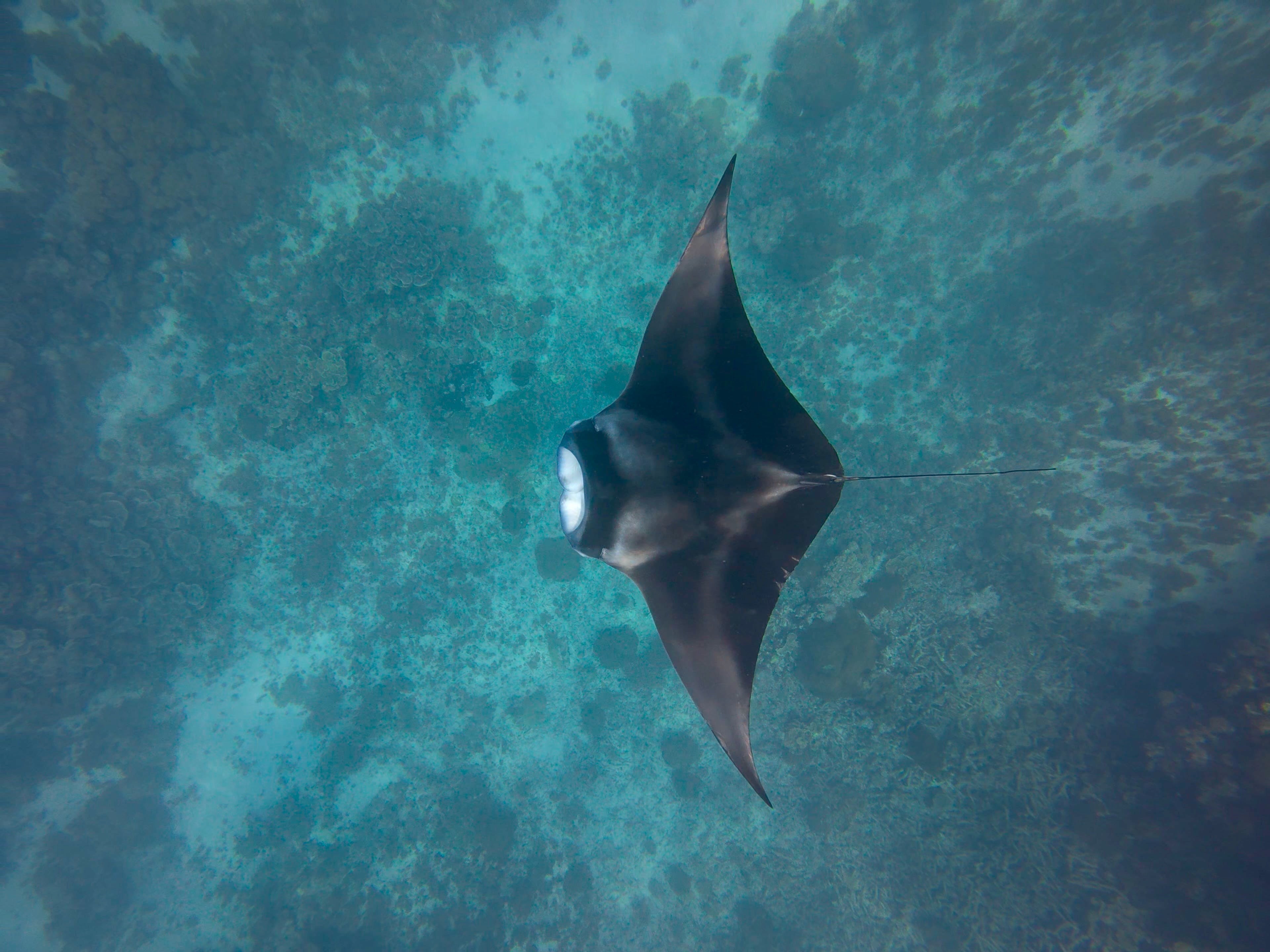 Northern Maldives Freediving Expedition - 25 - 31 Jan 2026